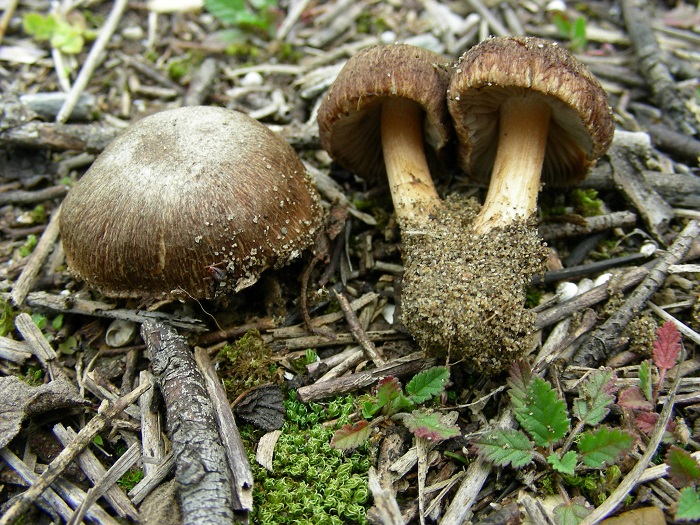 595 Febbraio vecchio ritrovamento